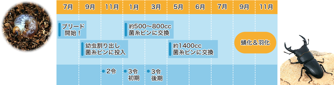 オオクワガタ飼育カレンダー