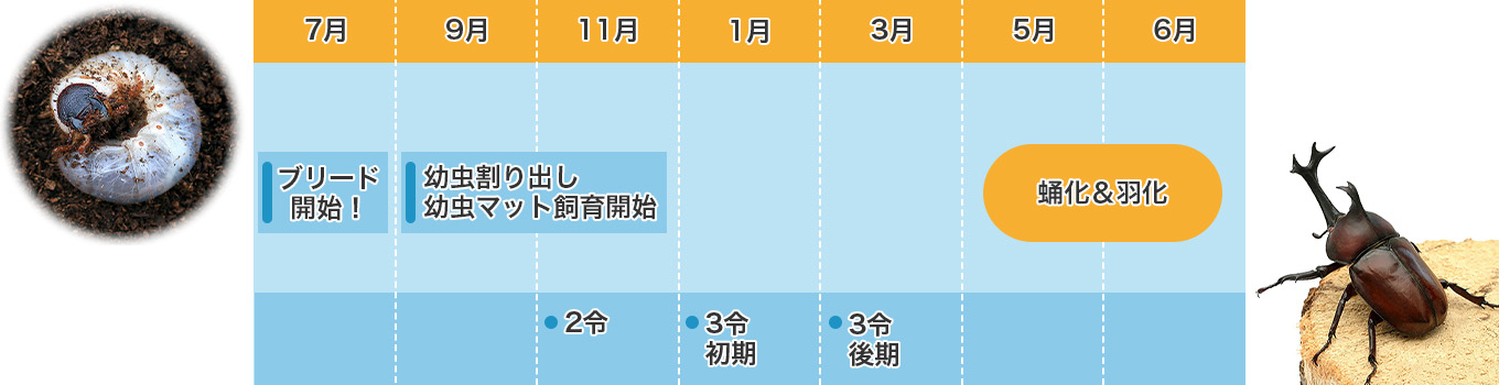 カブトムシ飼育カレンダー