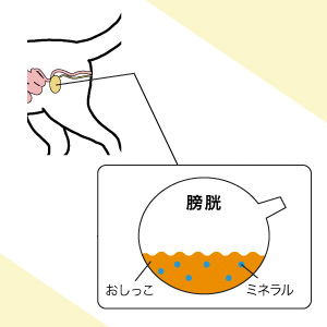 こだわり1　フードのミネラルバランスの調整