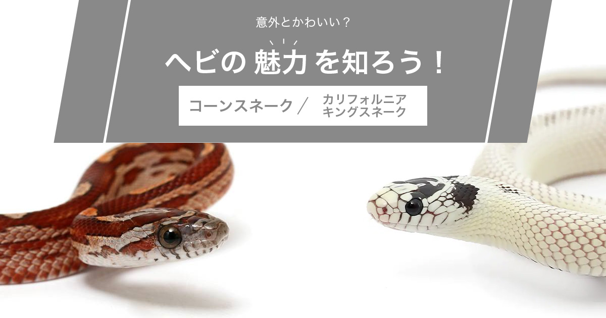 コーンスネーク＆カルフォルニアキングスネーク特集 | チャーム