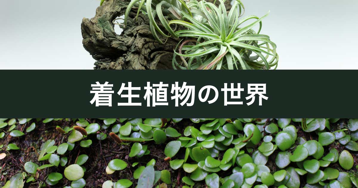 あなたの知らない「着生植物の世界」 | チャーム