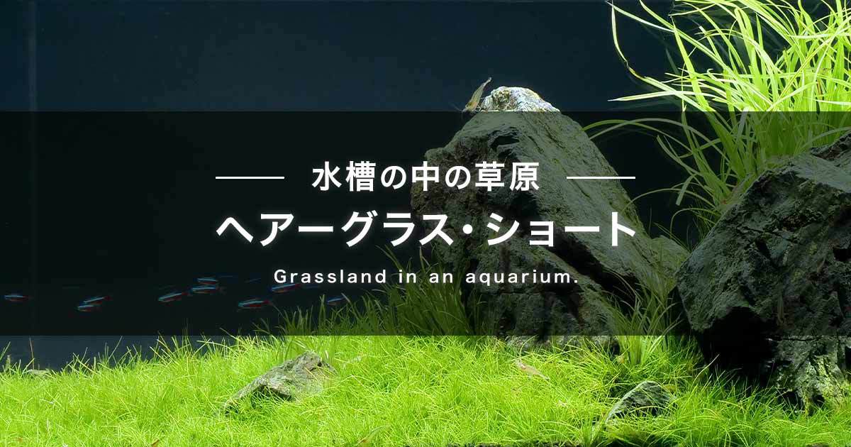 ヘアーグラス・ショート特集 | チャーム