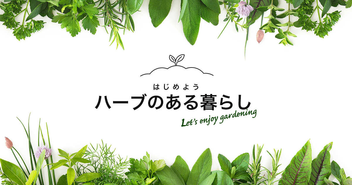 ハーブ特集 チャーム