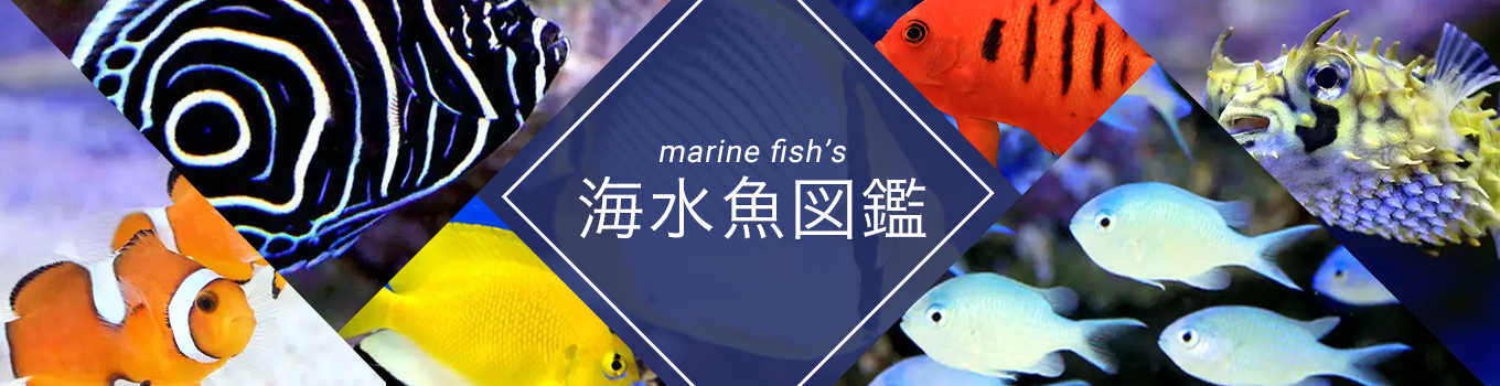 海水魚鑑賞　備品いろいろ（全品購入の方募集） 1_2212221816r.jpg