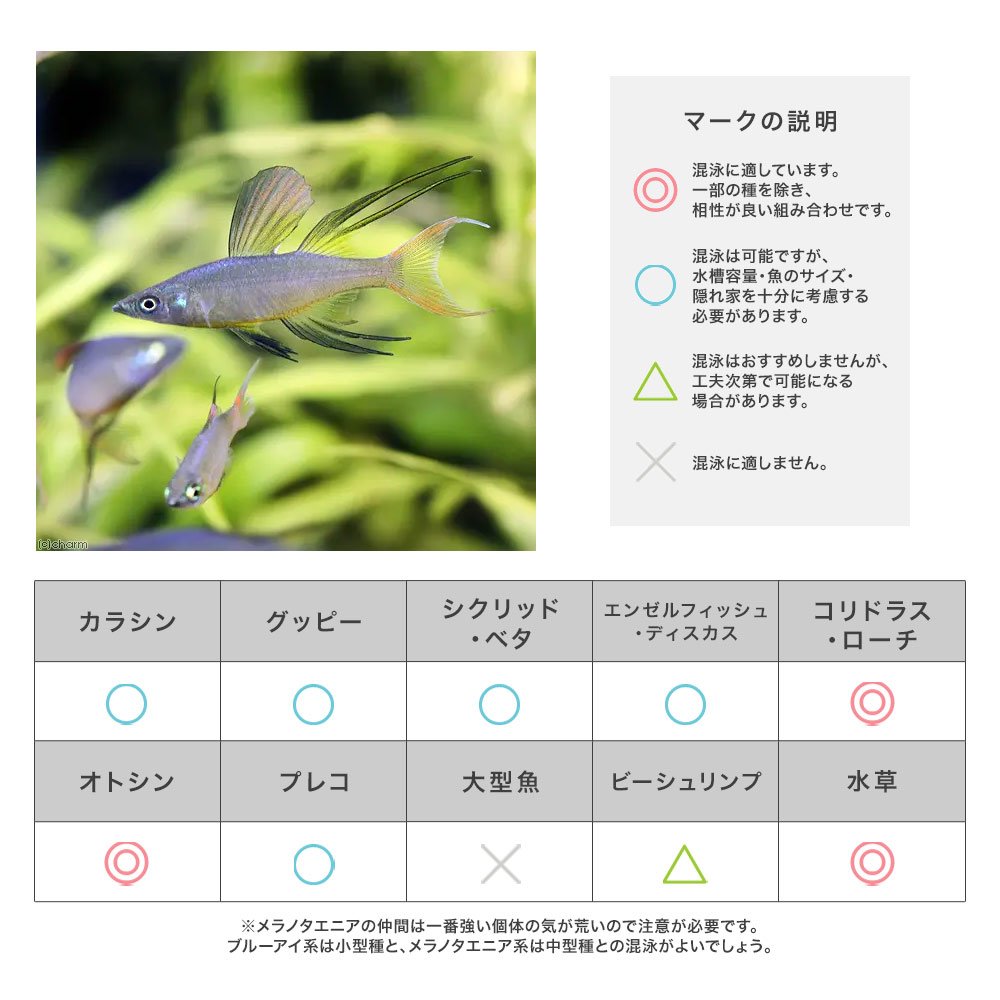 混泳相性早見表 | チャーム