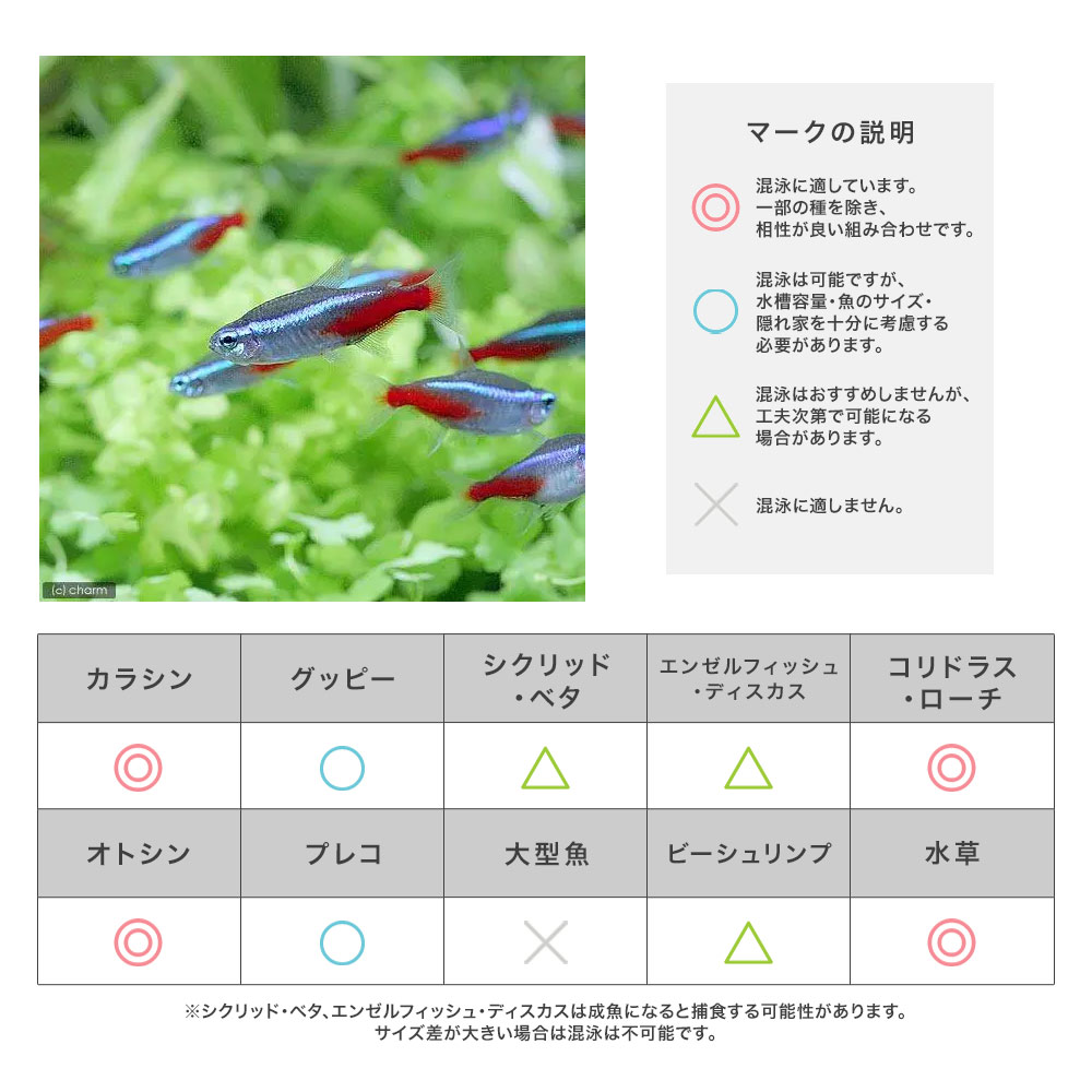 混泳相性早見表 | チャーム