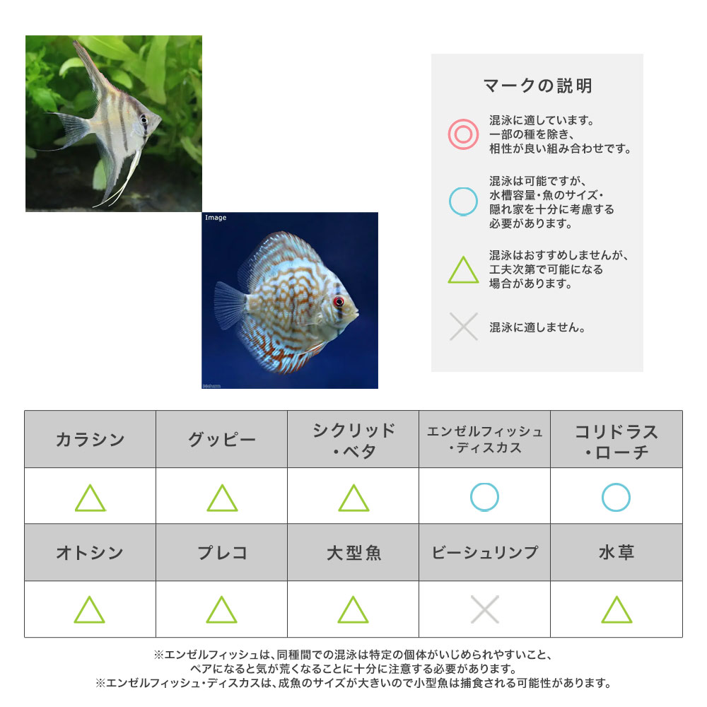 混泳相性早見表 | チャーム