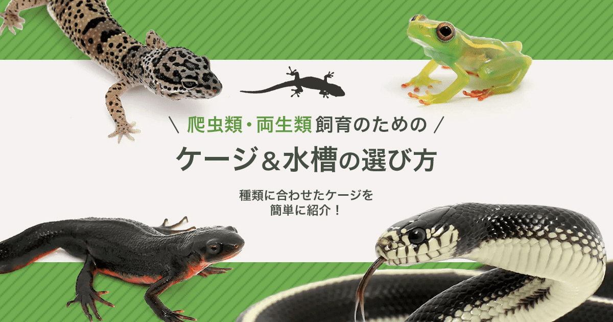 爬虫類・両生類の飼育ケージ&水槽の選び方 | チャーム