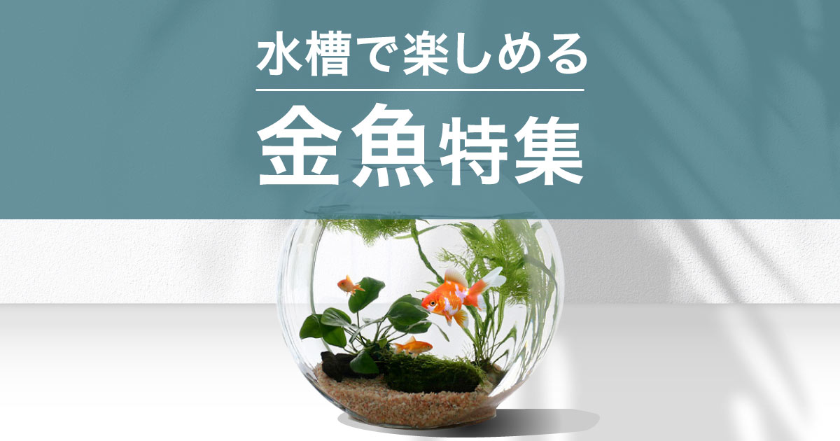 水槽で楽しむ金魚特集 | チャーム