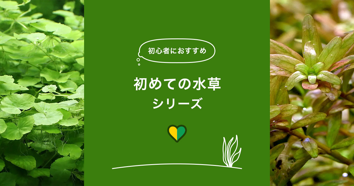 初めての水草セットシリーズ | チャーム