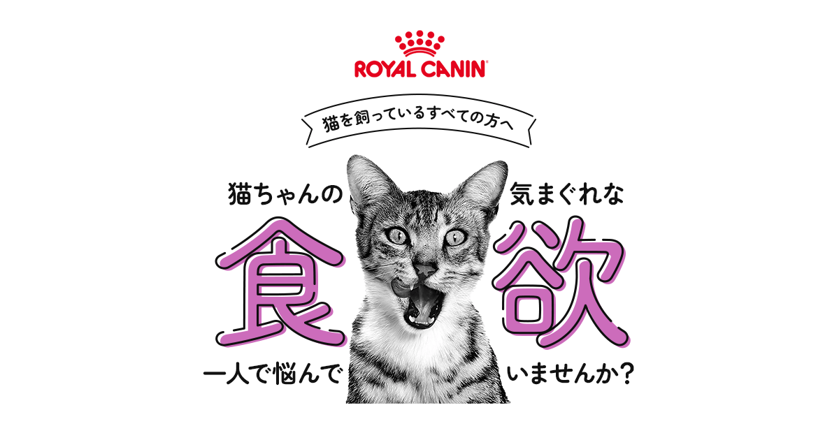 ロイヤルカナン猫用ウェットフード特集 | チャーム