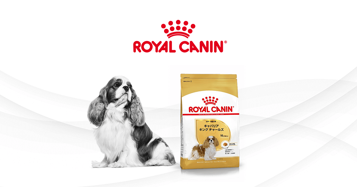 キャバリアにはキャバリア専用フードを | ロイヤルカナン犬種別専用