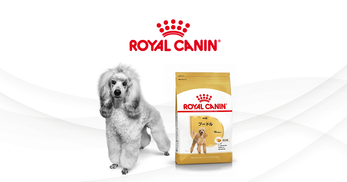 プードルにはプードル専用フードを | ロイヤルカナン犬種別専用フード